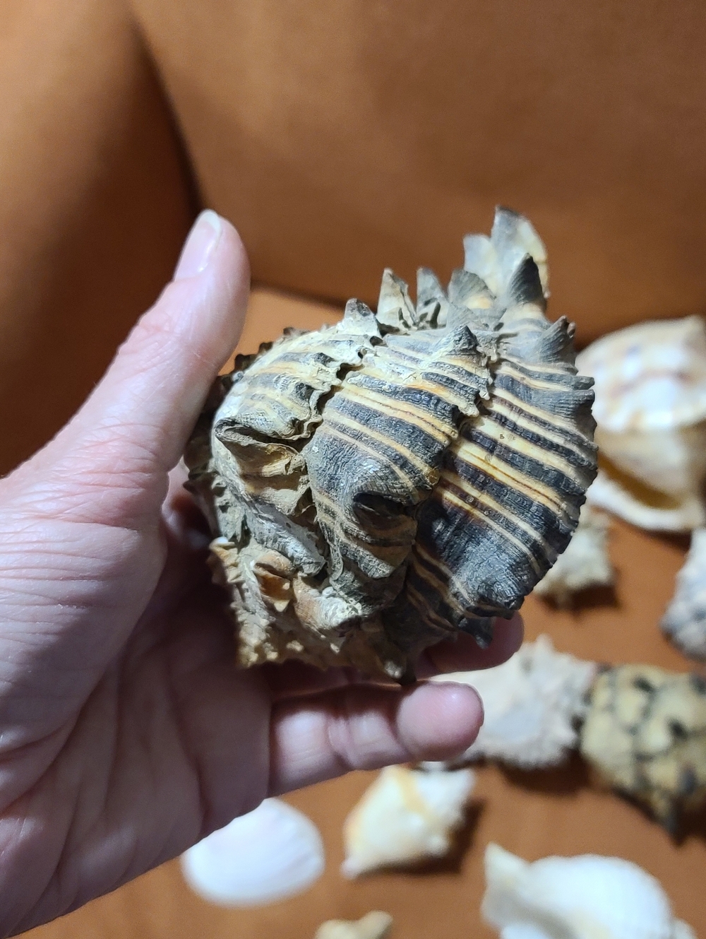 Mixed Natural Sea Shell Lot With Large Cassius Cornuta, Hexaplex Radix Murex - Picture 7 of 8